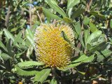 Banksia-ornata-Desert-Banksia
