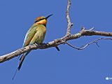 Rainbow-Bee-eater,-Kiata