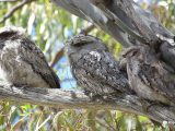 Tawny-frogmouths