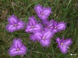 Thysanotus-tuberosus-Common-Fringe-Lily